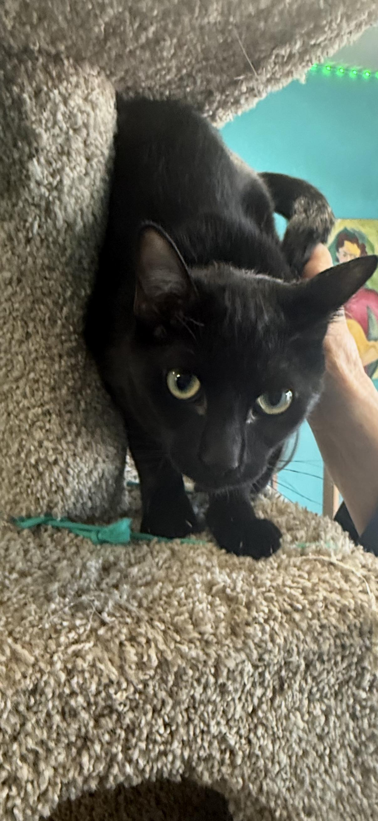 Enlarge IncaTaz, an adoptable Domestic Short Hair in Chico, CA image 1/2