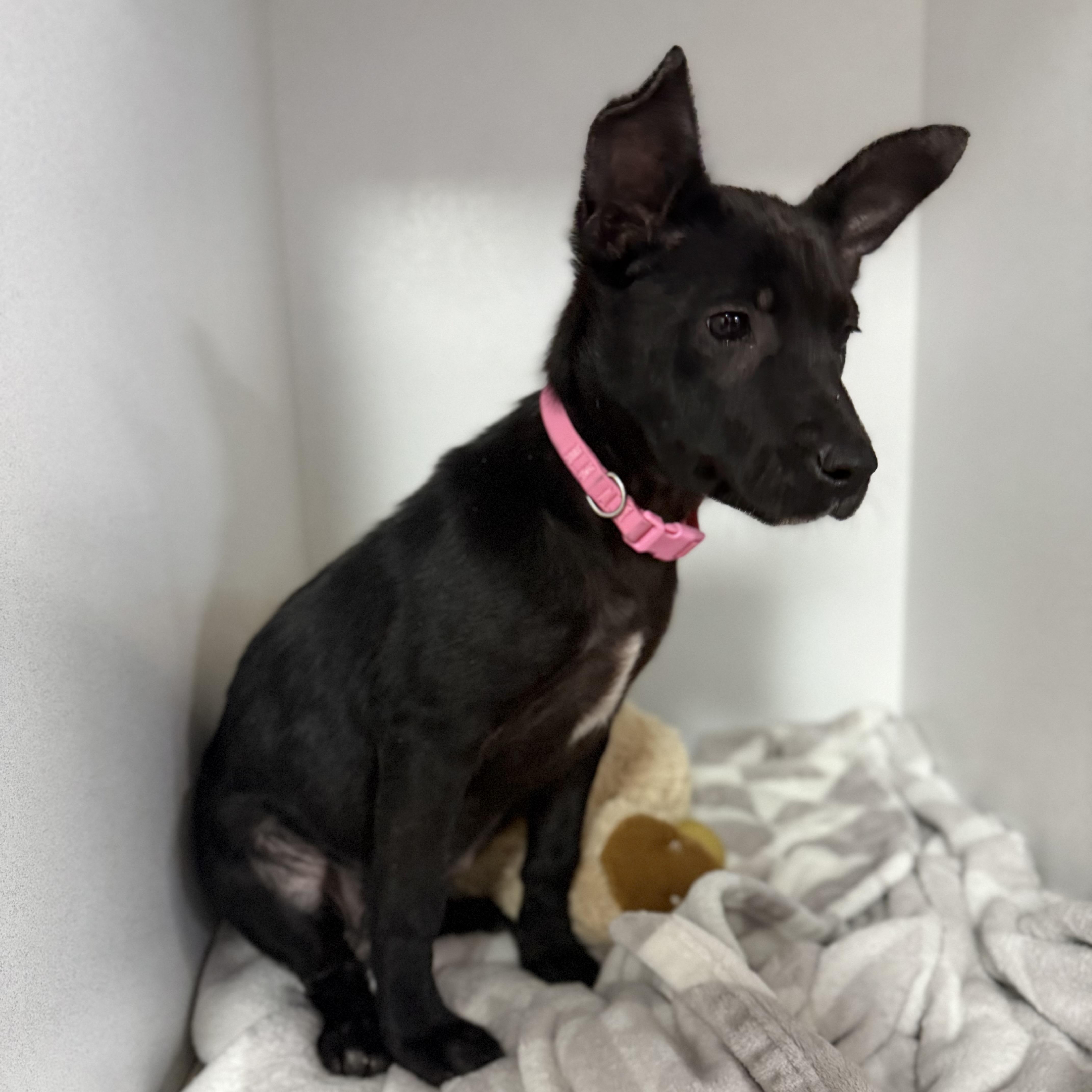 Fruit Bat, an adopted mixed breed in Columbia, SC image 3/4