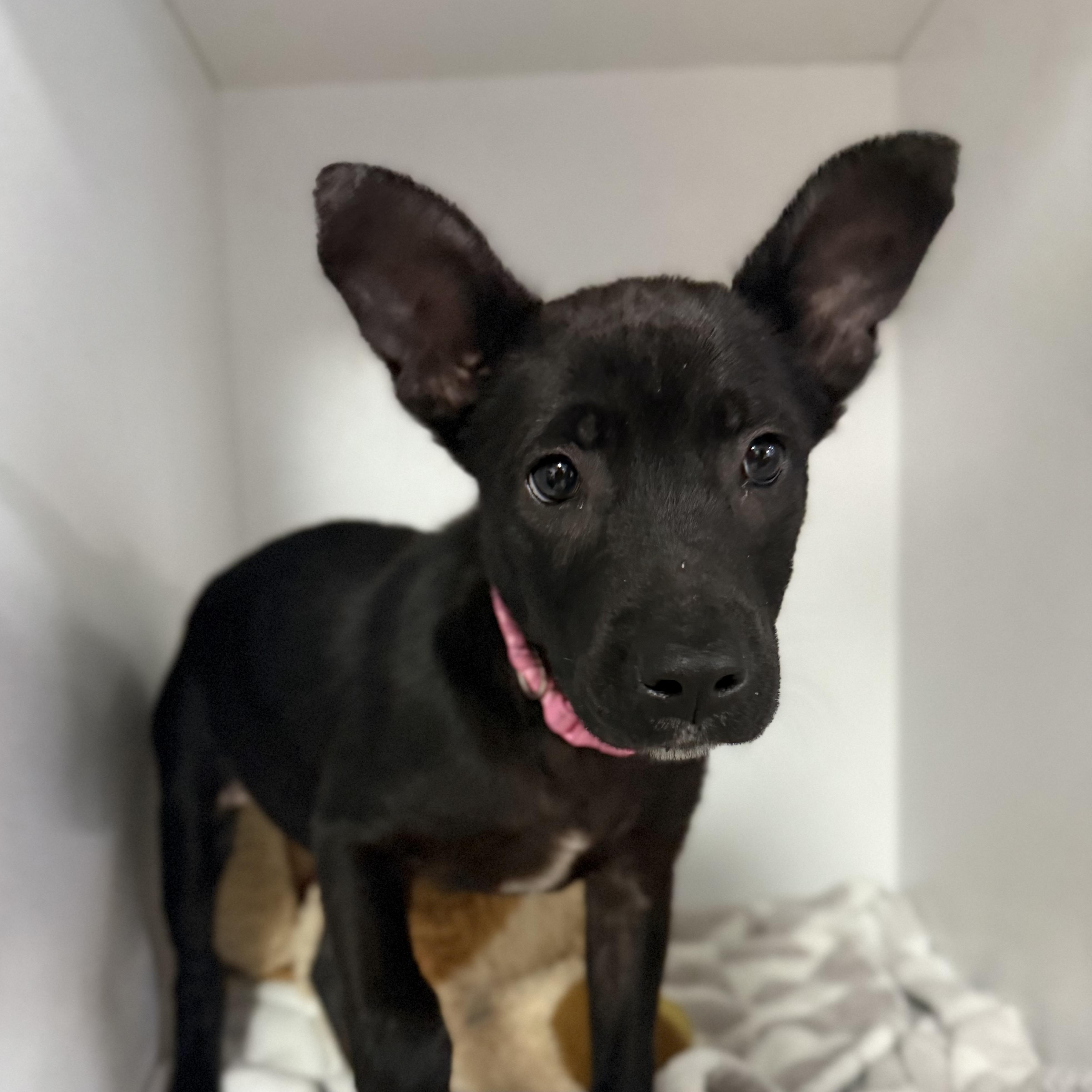 Fruit Bat, an adopted mixed breed in Columbia, SC image 1/4
