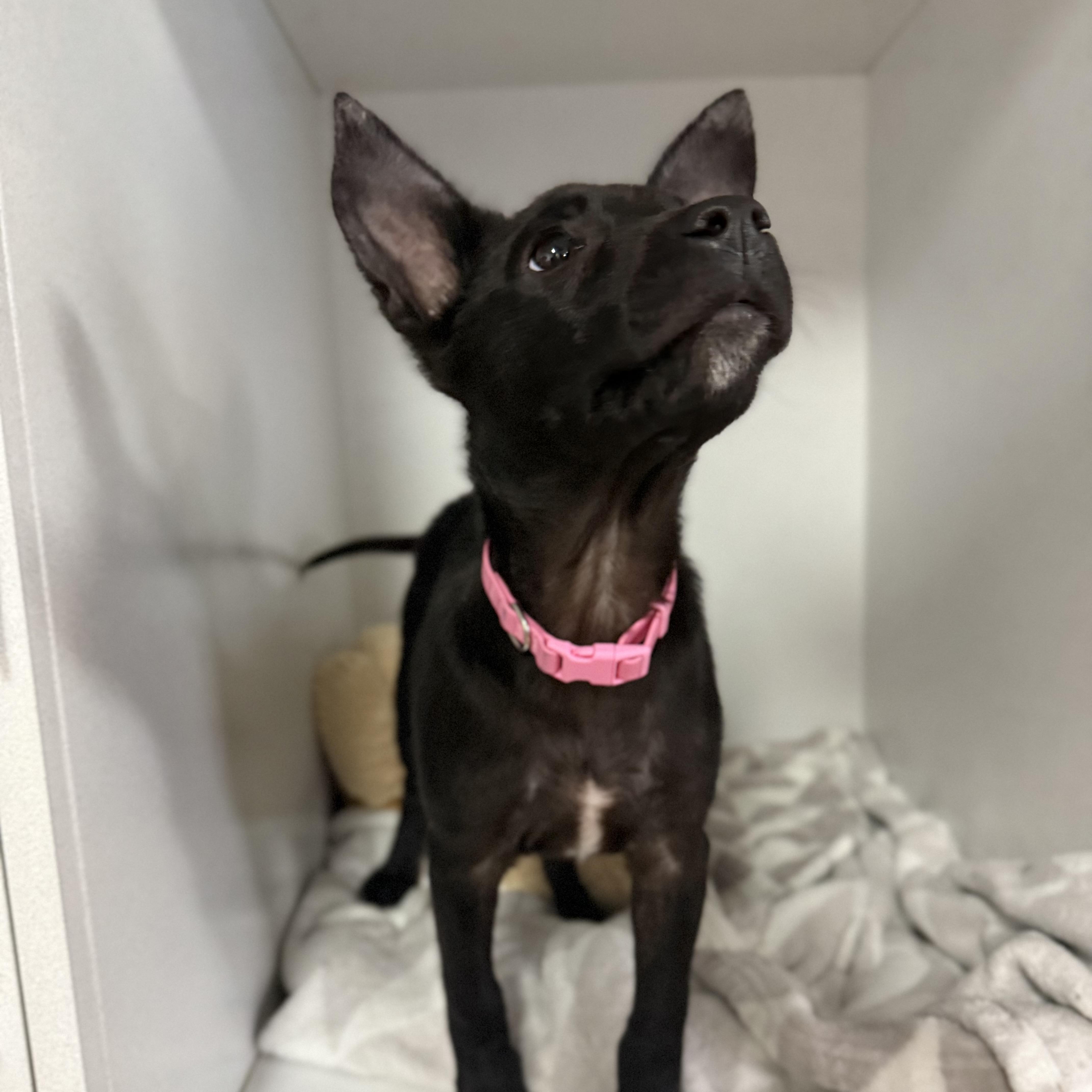 Fruit Bat, an adopted mixed breed in Columbia, SC image 4/4