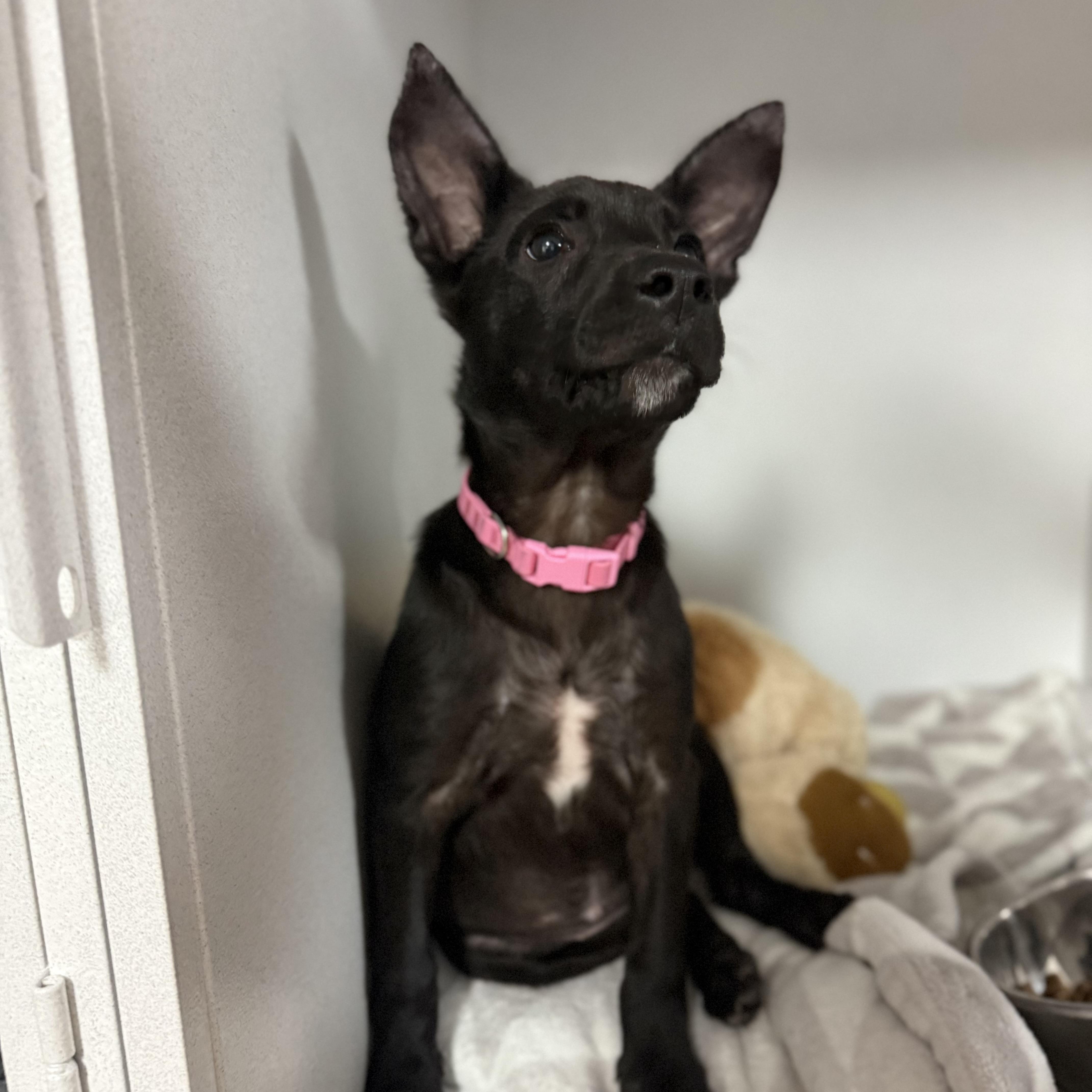 Fruit Bat, an adopted mixed breed in Columbia, SC image 2/4