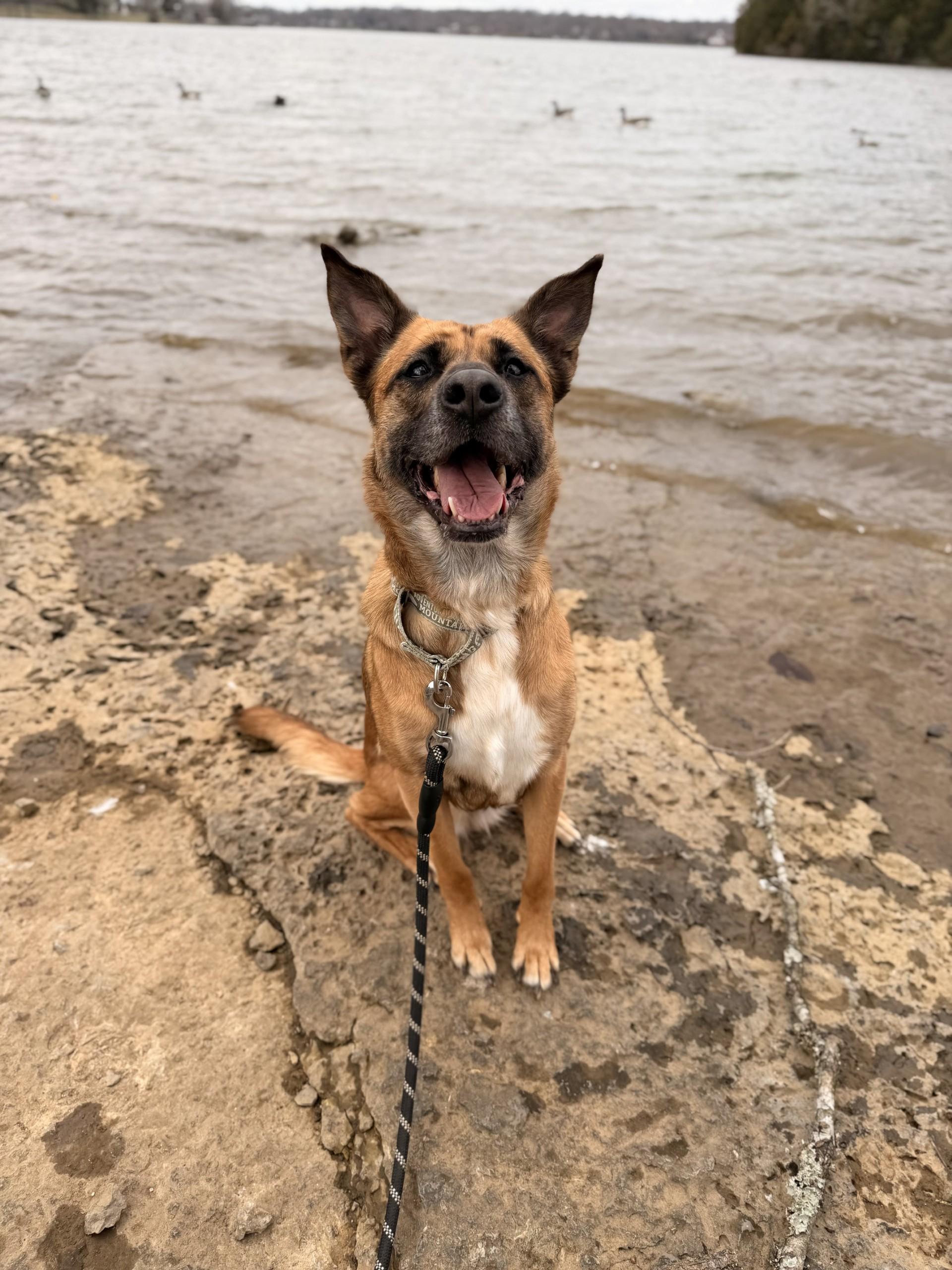 Presley, adopted, Adult Female German Shepherd Dog.