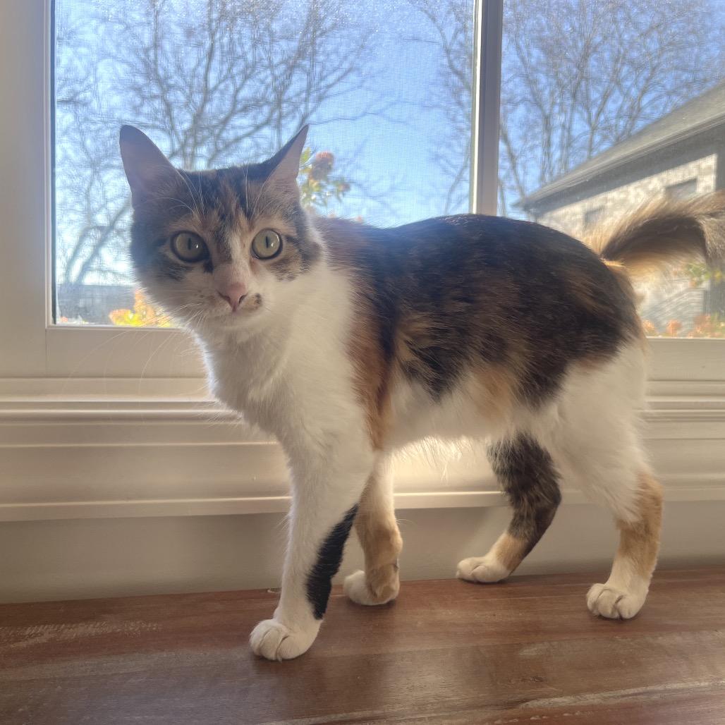 Chit Chat, a Adoptable American Shorthair in Franklin, TN image 1/5