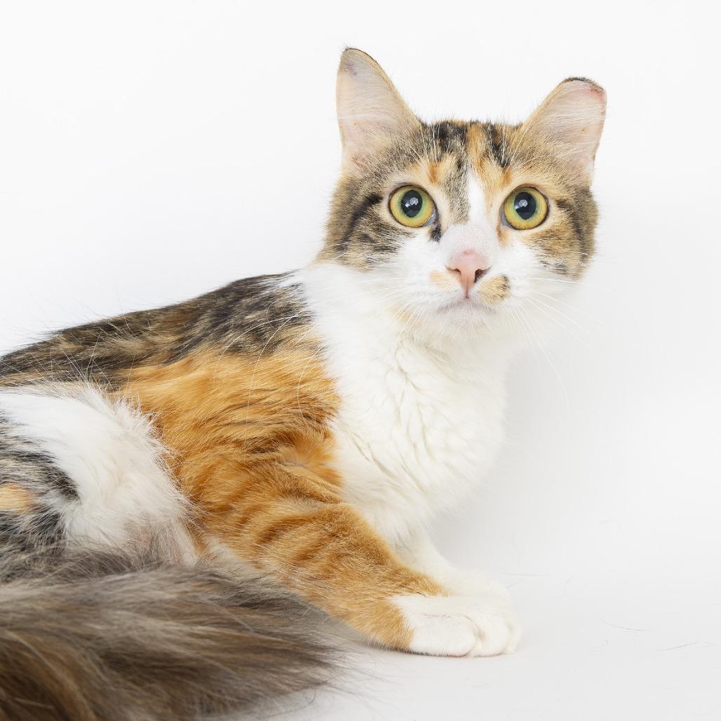 Chit Chat, a Adoptable American Shorthair in Franklin, TN image 2/5