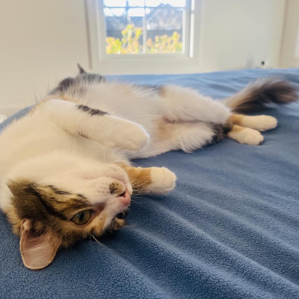 Chit Chat, a Adoptable American Shorthair in Franklin, TN image 3/5