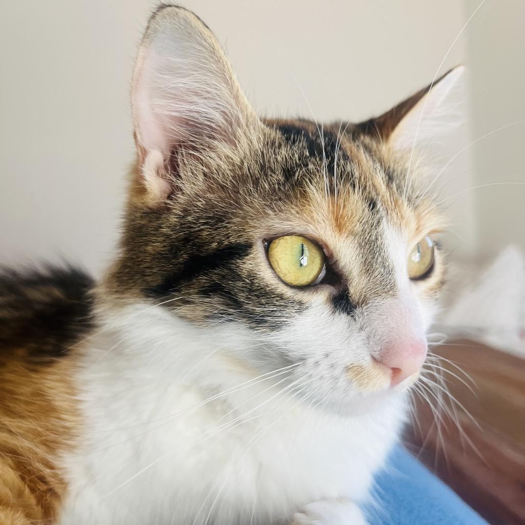 Chit Chat, a Adoptable American Shorthair in Franklin, TN image 4/5