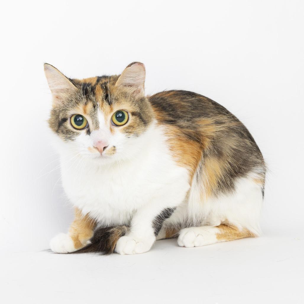 Chit Chat, a Adoptable American Shorthair in Franklin, TN image 5/5