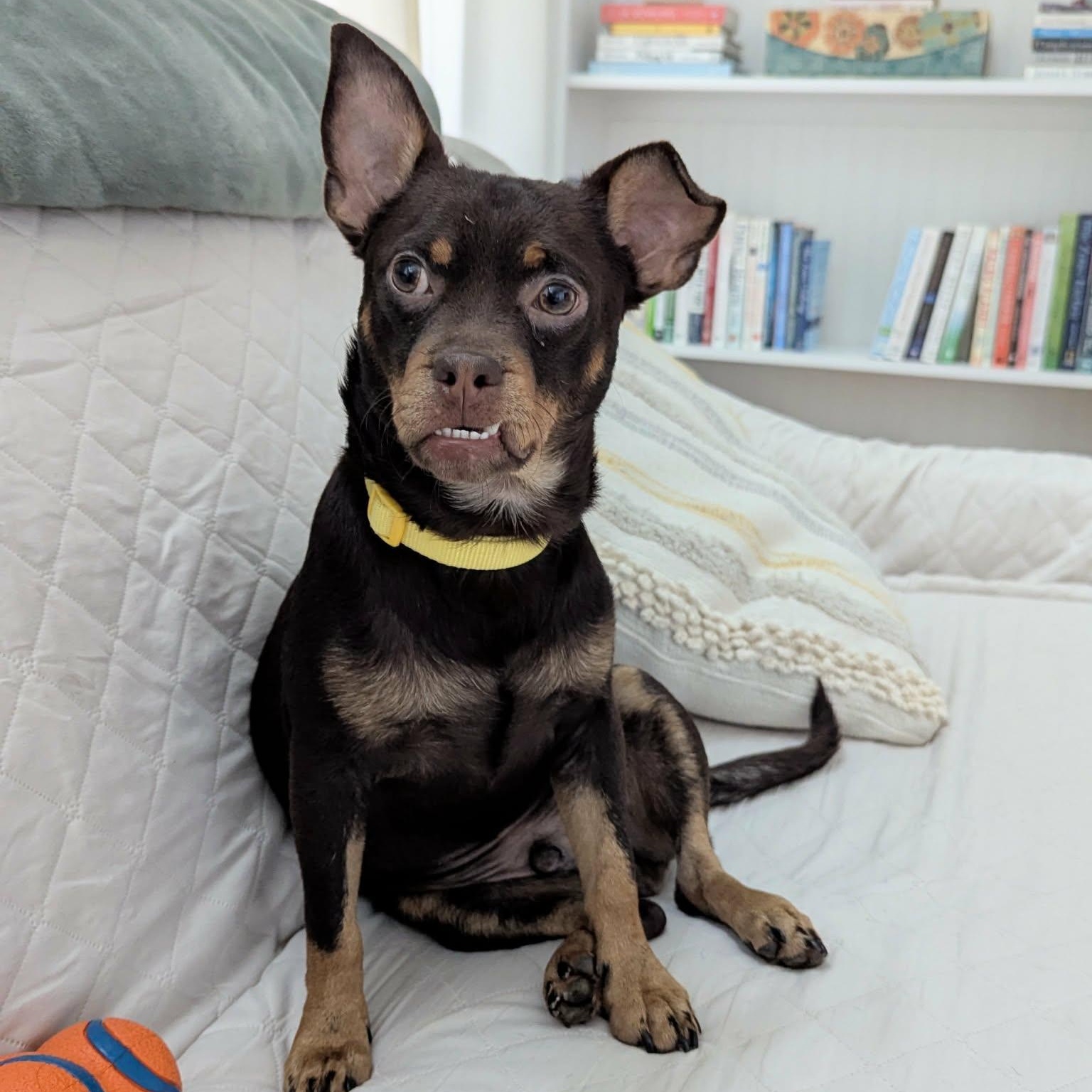 Goliath, Adoptable, Young Male Chihuahua.