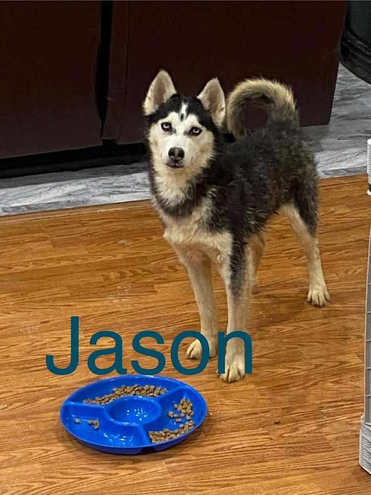 Enlarge Seven Kingdoms : Baelor (Jason), a Adoptable mixed breed in Aurora, IN image 1/6