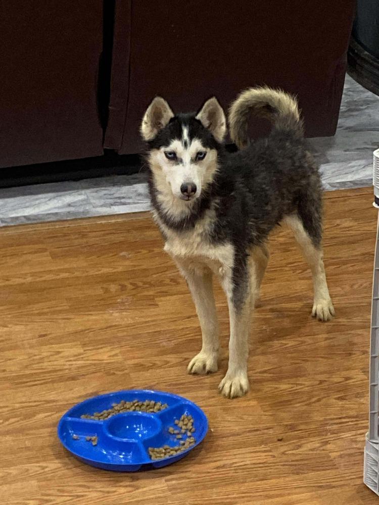 Enlarge Seven Kingdoms : Baelor (Jason), a Adoptable mixed breed in Aurora, IN image 2/6