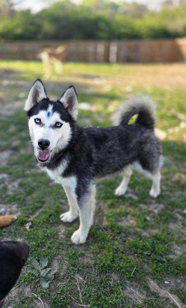 Enlarge Seven Kingdoms : Baelor (Jason), a Adoptable mixed breed in Aurora, IN image 3/6