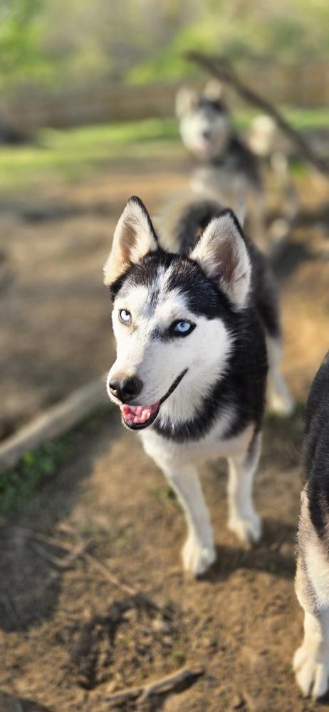 Enlarge Seven Kingdoms : Baelor (Jason), a Adoptable mixed breed in Aurora, IN image 4/6