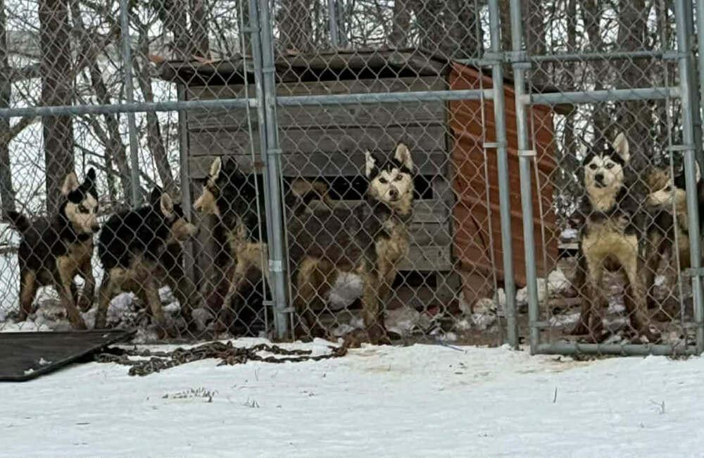 Enlarge Seven Kingdoms : Baelor (Jason), a Adoptable mixed breed in Aurora, IN image 3/6