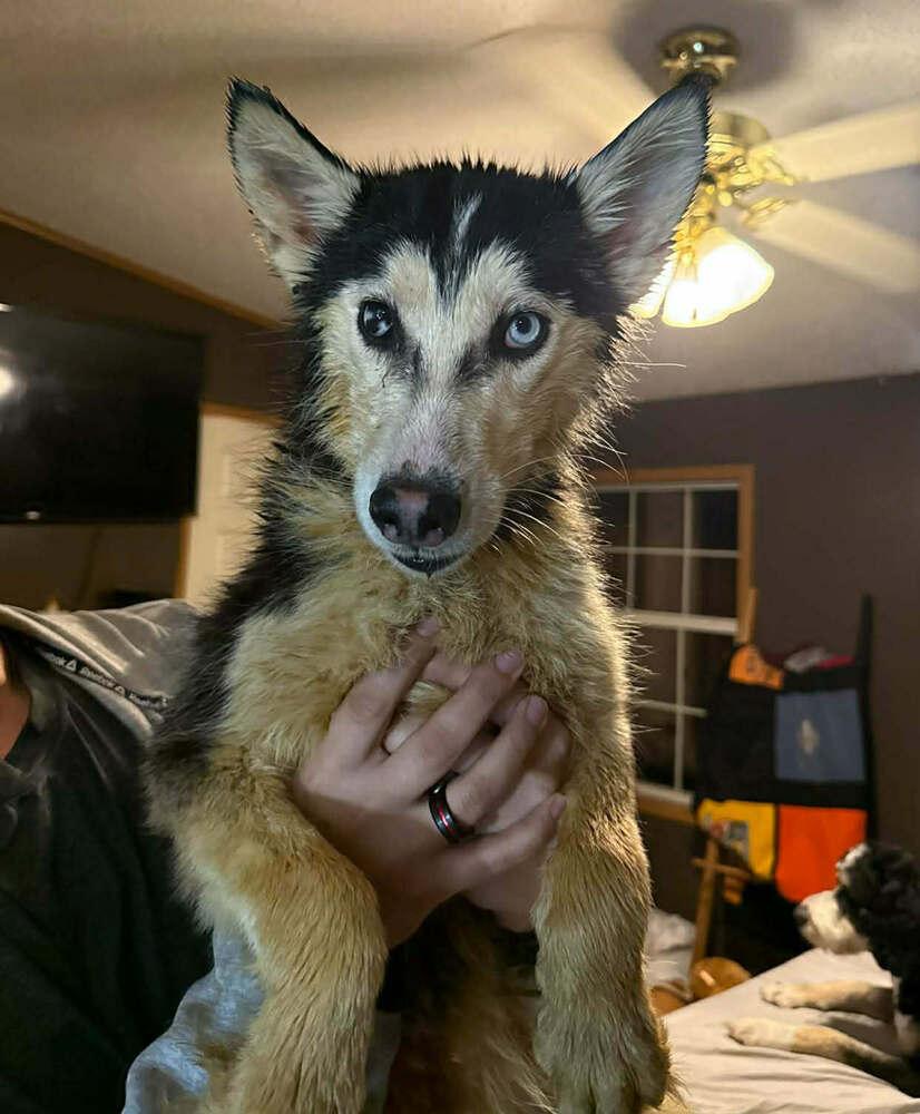 Enlarge Seven Kingdoms : Baelor (Jason), a Adoptable mixed breed in Aurora, IN image 4/6