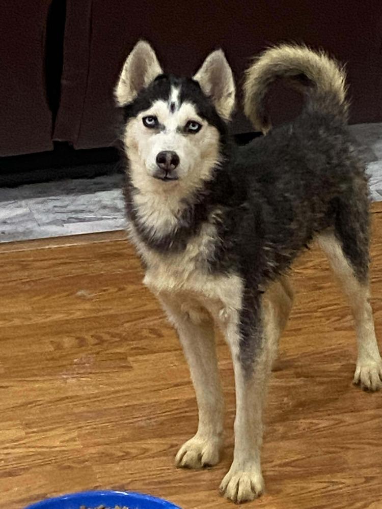 Enlarge Seven Kingdoms : Baelor (Jason), a Adoptable mixed breed in Aurora, IN image 6/6