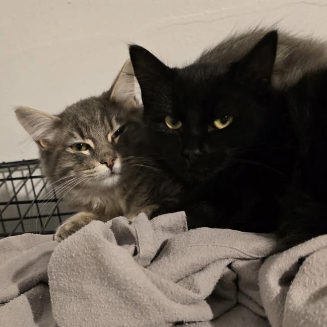 Enlarge Indy & Boon *Bonded Brothers*, a Adoptable Domestic Medium Hair in Puyallup, WA image 4/6