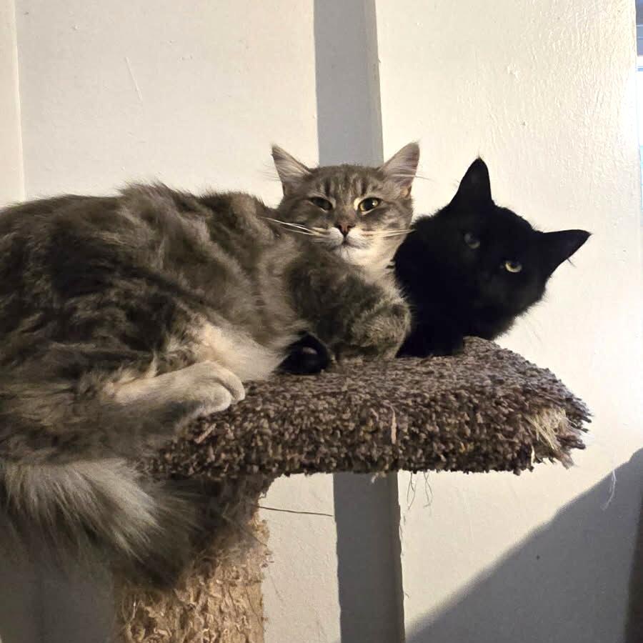 Enlarge Indy & Boon *Bonded Brothers*, a Adoptable Domestic Medium Hair in Puyallup, WA image 3/6