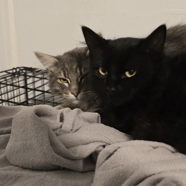 Indy & Boon *Bonded Brothers*