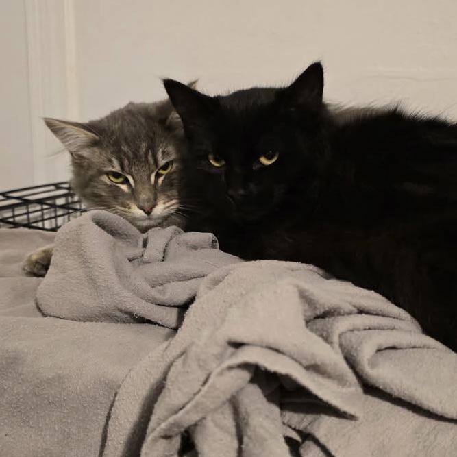 Indy & Boon *Bonded Brothers*