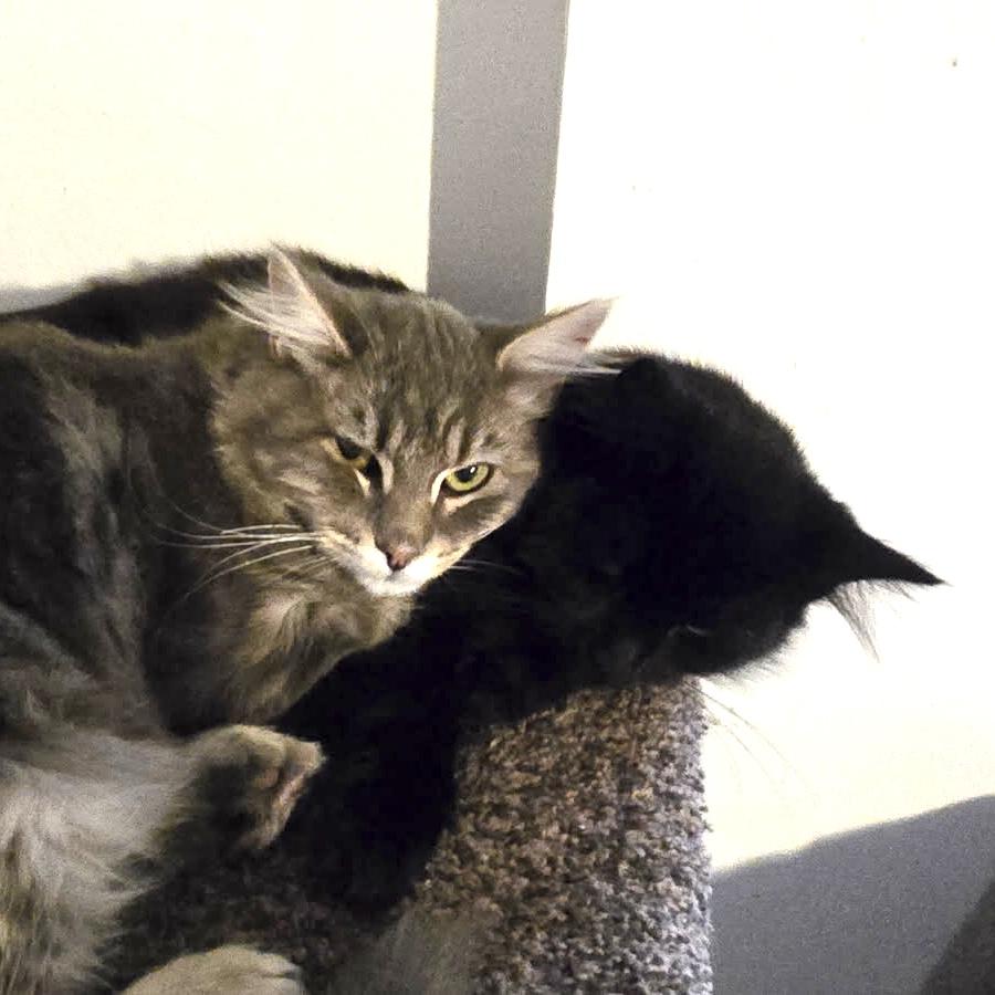 Indy & Boon *Bonded Brothers*