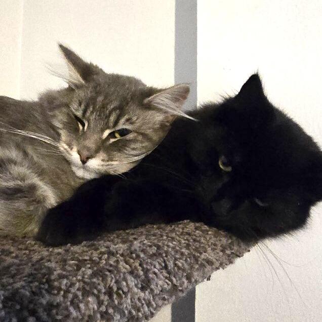 Indy & Boon *Bonded Brothers*, Adoptable, Young Male Domestic Medium Hair.