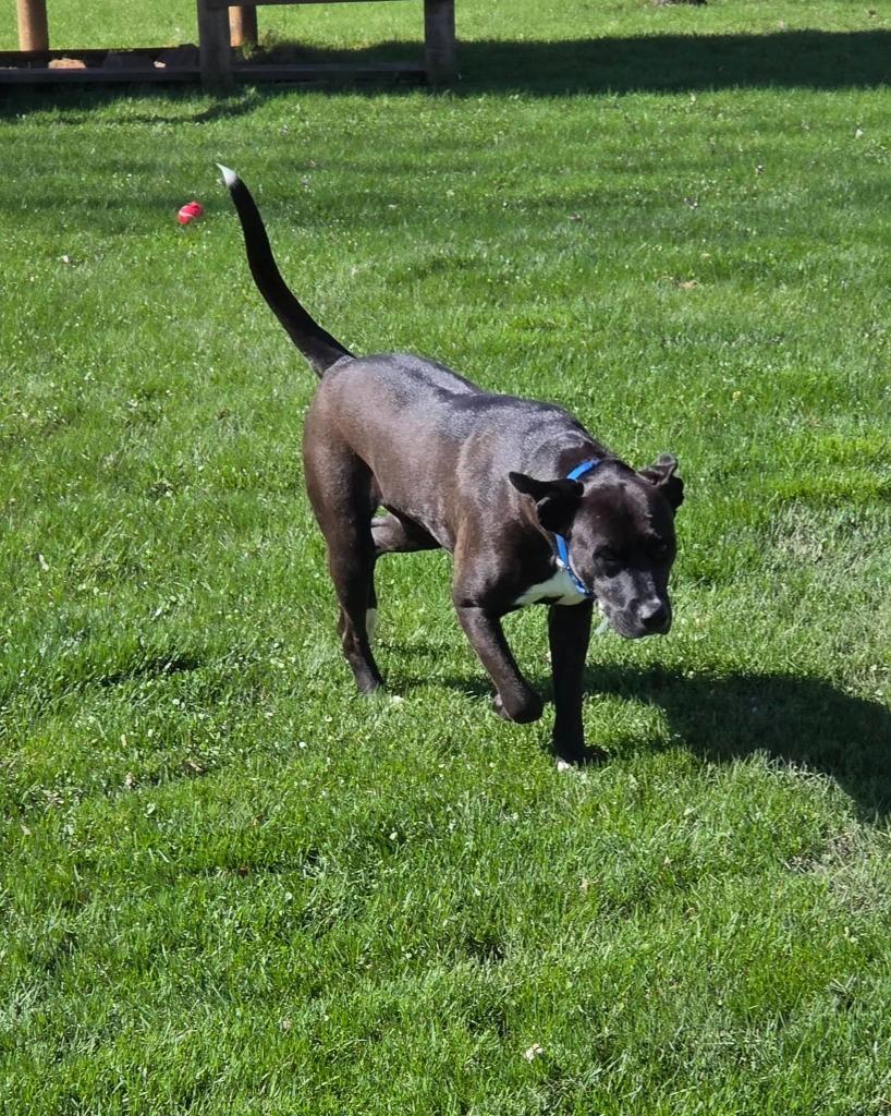 Enlarge Pepper, a Adoptable mixed breed in Fond Du Lac, WI image 1/6