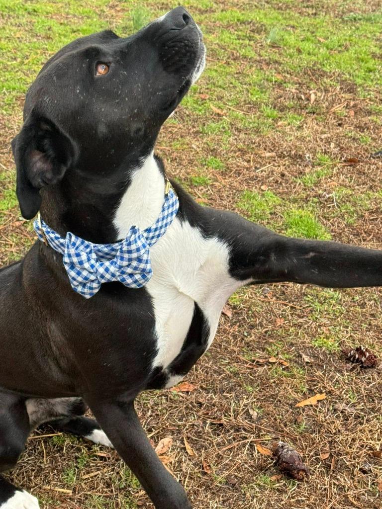 Enlarge Pepper, a Adoptable mixed breed in Fond Du Lac, WI image 1/6