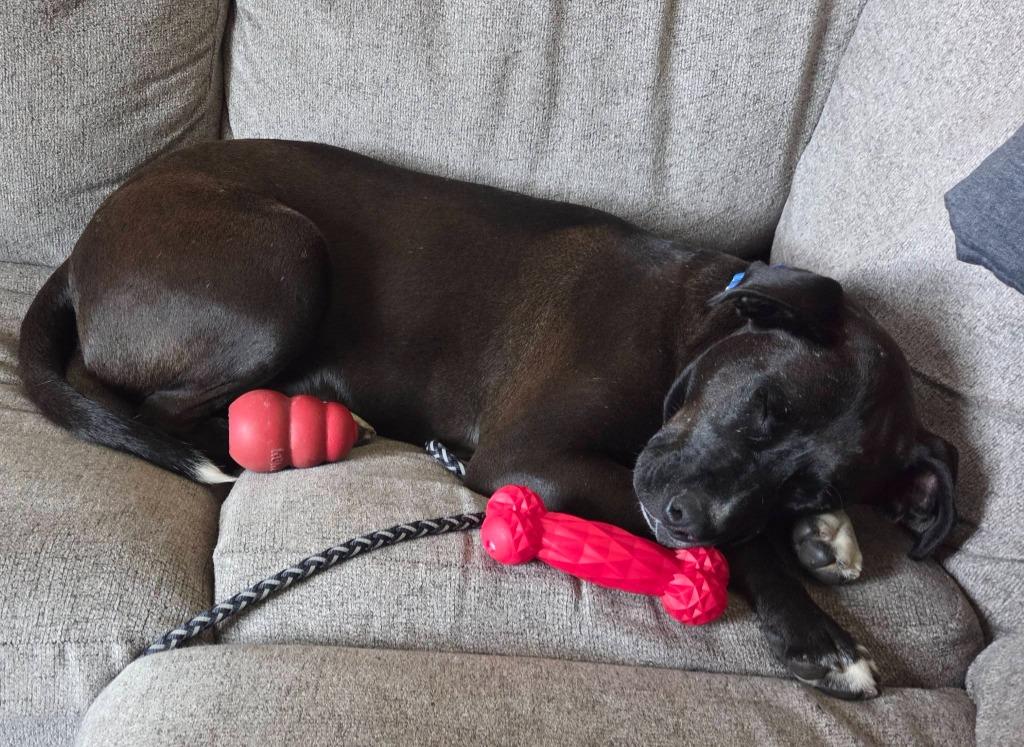 Enlarge Pepper, a Adoptable mixed breed in Fond Du Lac, WI image 3/6