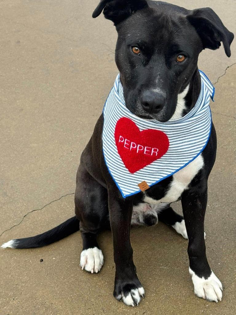 Enlarge Pepper, a Adoptable mixed breed in Fond Du Lac, WI image 2/6