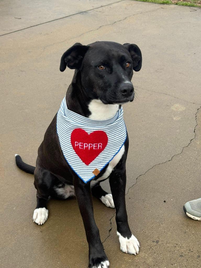 Enlarge Pepper, a Adoptable mixed breed in Fond Du Lac, WI image 2/6