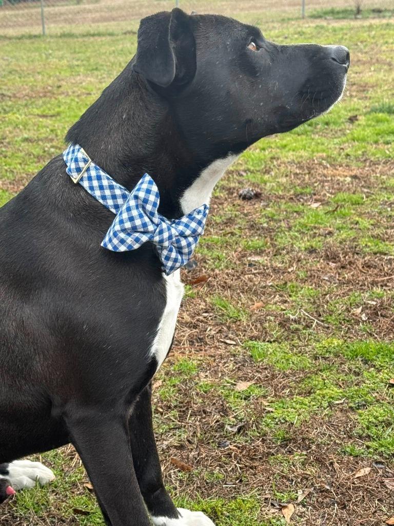 Enlarge Pepper, a Adoptable mixed breed in Fond Du Lac, WI image 3/6