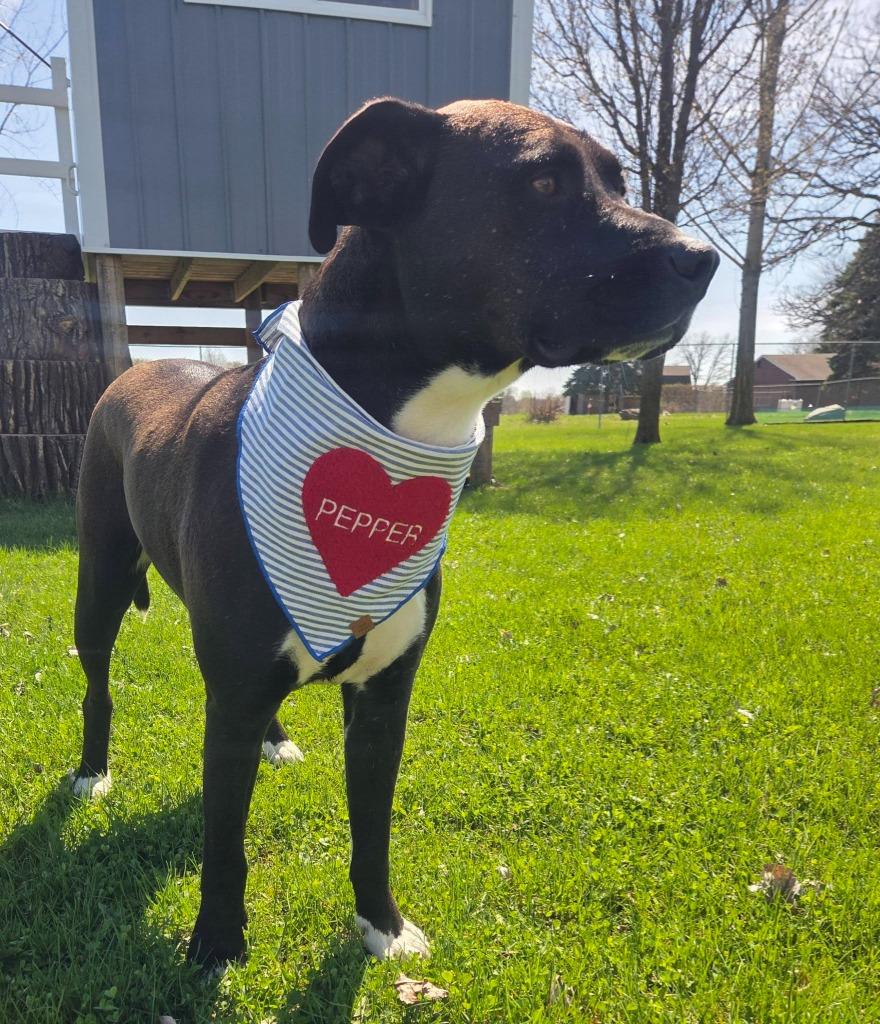 Enlarge Pepper, a Adoptable mixed breed in Fond Du Lac, WI image 5/6