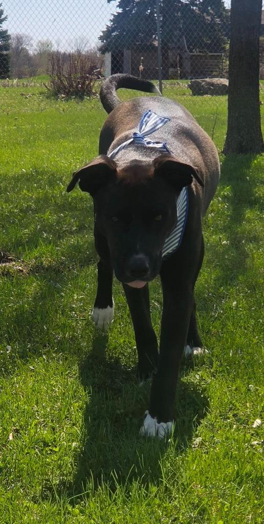 Enlarge Pepper, a Adoptable mixed breed in Fond Du Lac, WI image 6/6