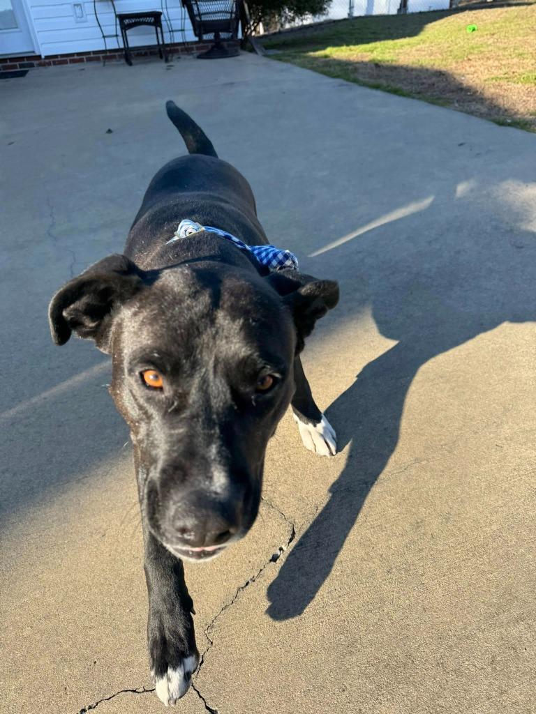 Enlarge Pepper, a Adoptable mixed breed in Fond Du Lac, WI image 4/6