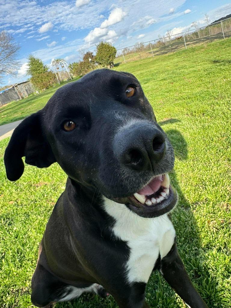 Enlarge Pepper, a Adoptable mixed breed in Fond Du Lac, WI image 5/6