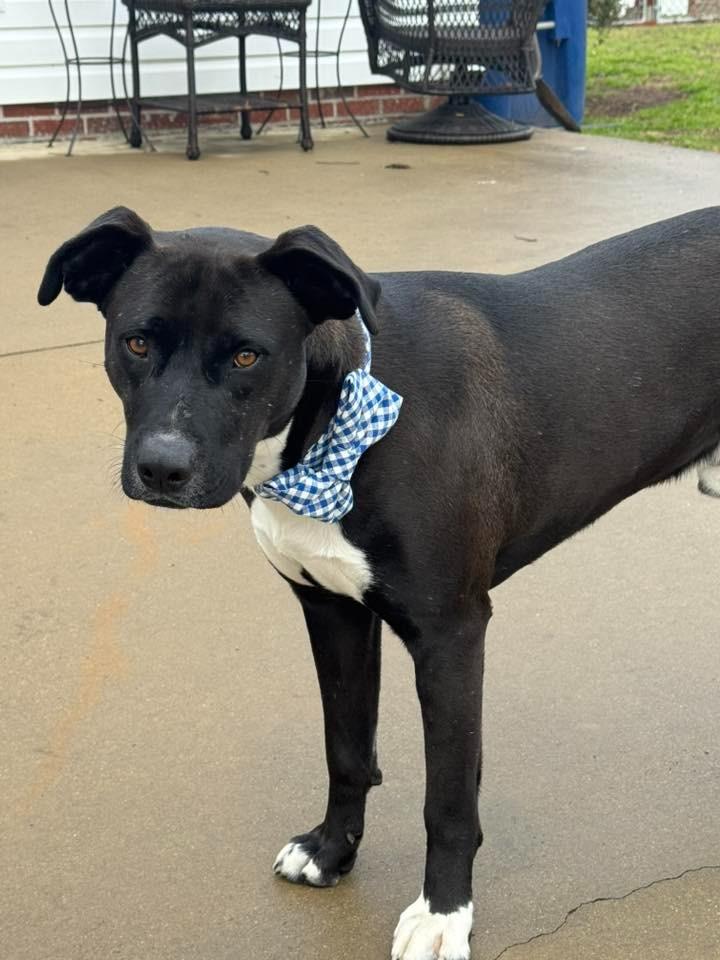 Enlarge Pepper, a Adoptable mixed breed in Fond Du Lac, WI image 6/6