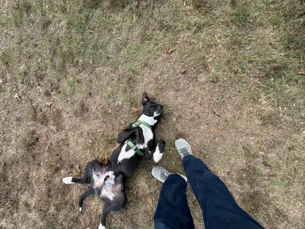 Enlarge Pepper, a Adoptable mixed breed in Fond Du Lac, WI image 5/6