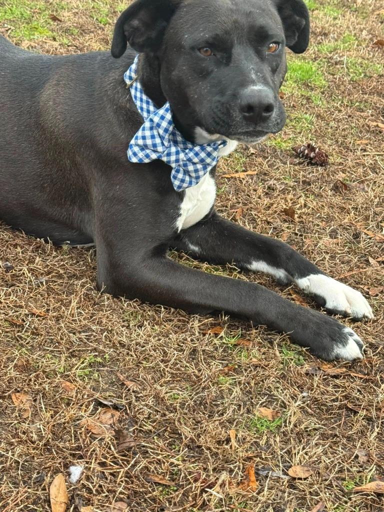 Enlarge Pepper, a Adoptable mixed breed in Fond Du Lac, WI image 6/6