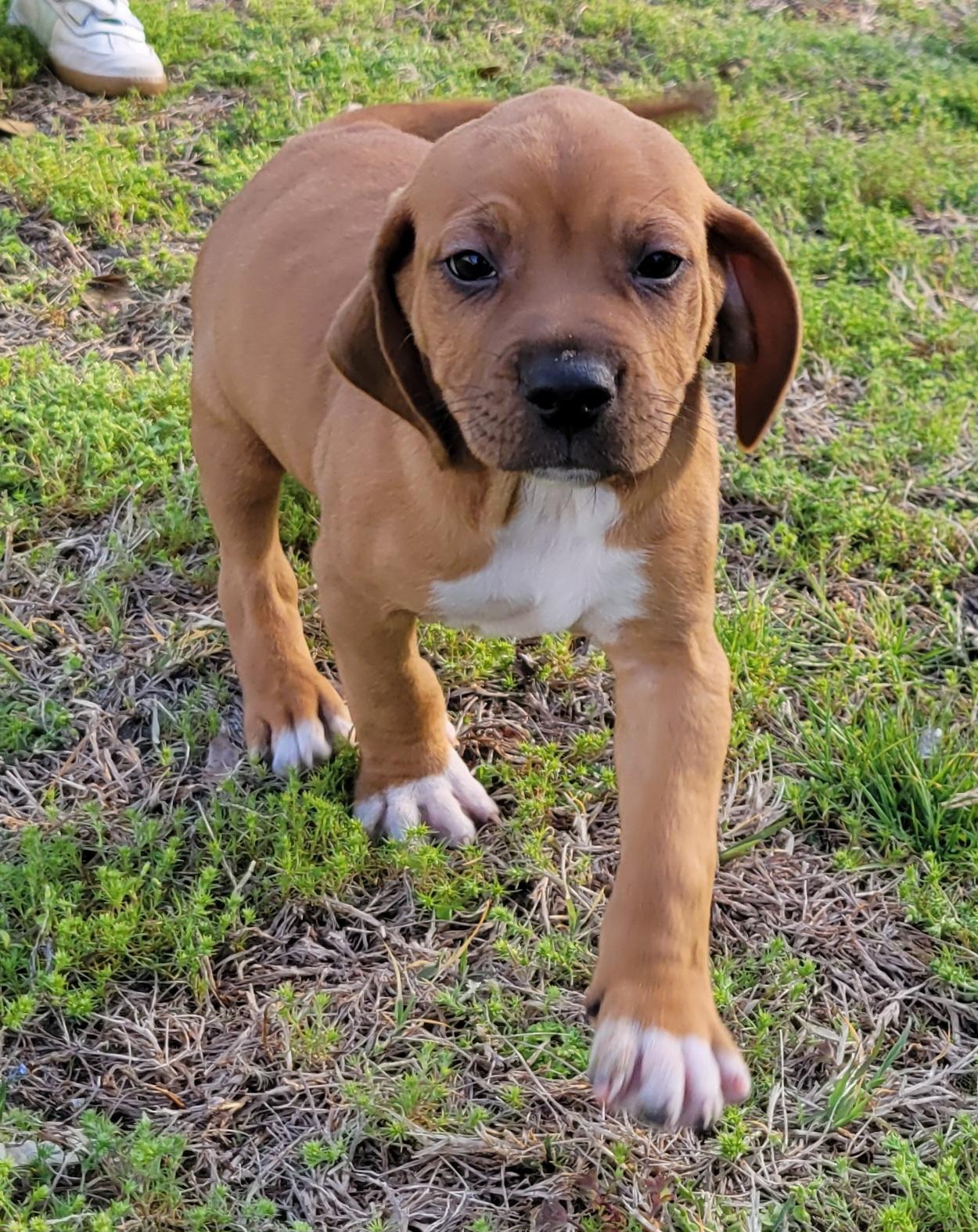 Enlarge Cherry Garcia, an adopted mixed breed in Elwood, NJ image 3/4