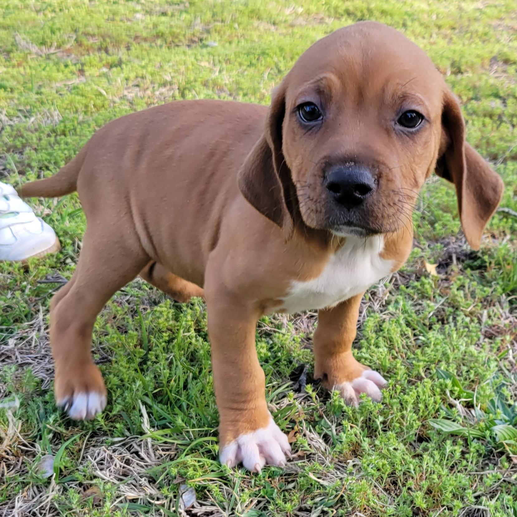 Enlarge Cherry Garcia, an adopted mixed breed in Elwood, NJ image 2/4