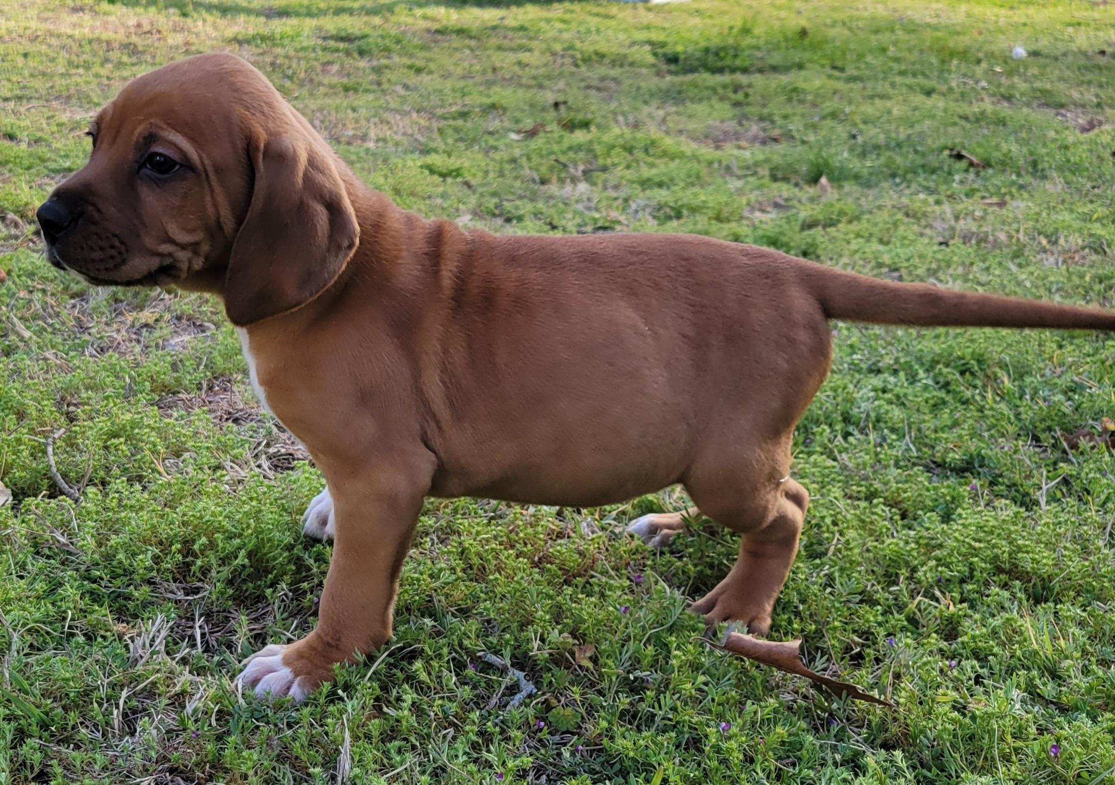 Enlarge Cherry Garcia, an adopted mixed breed in Elwood, NJ image 4/4