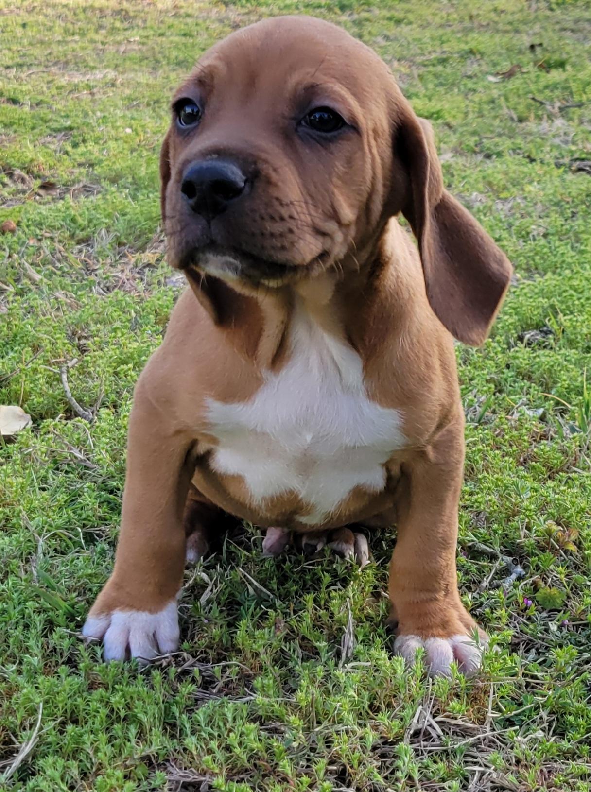 Enlarge Cherry Garcia, an adopted mixed breed in Elwood, NJ image 1/4