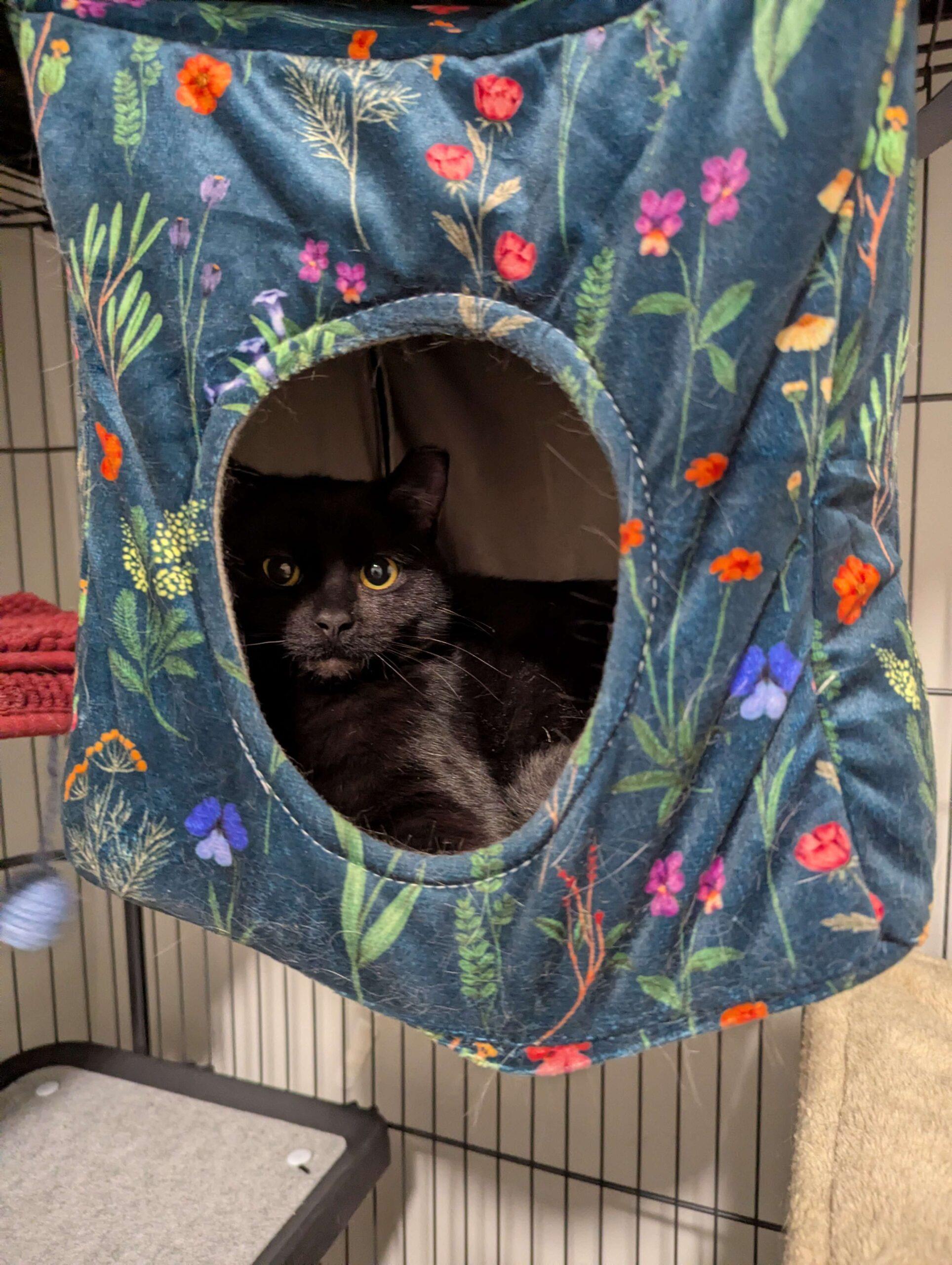 Enlarge Inkling, a Adoptable Domestic Short Hair in Seven Valleys, PA image 1/1