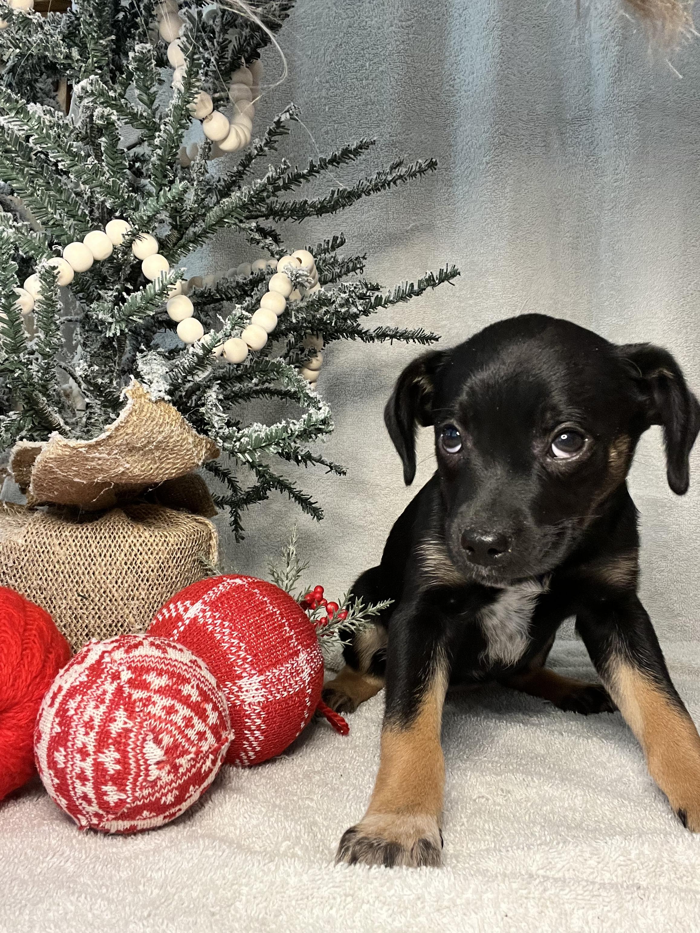 Jessica, Adopted, Adult Male Chihuahua.