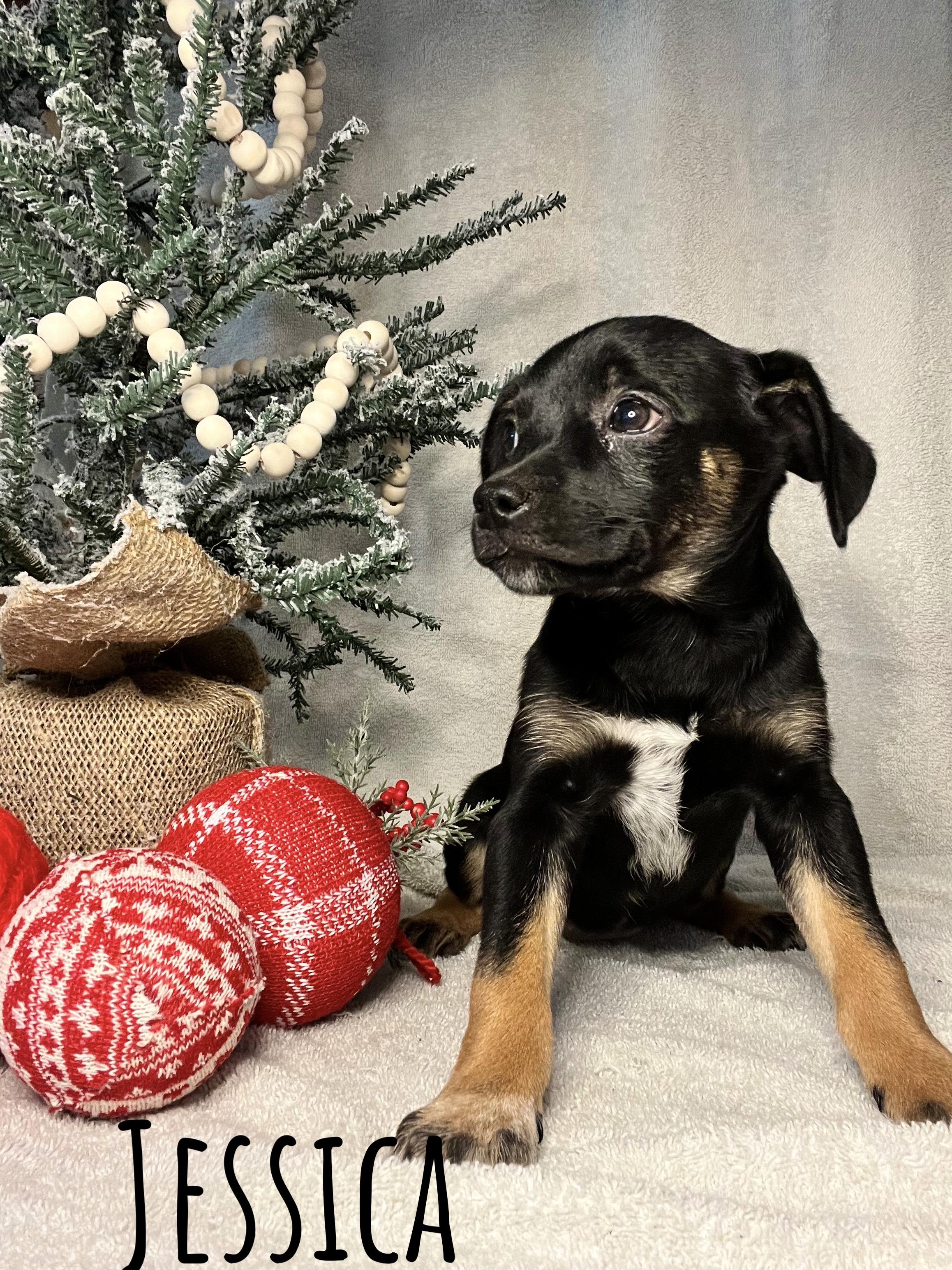 Jessica, a Adopted mixed breed in Somerville, TX image 2/3