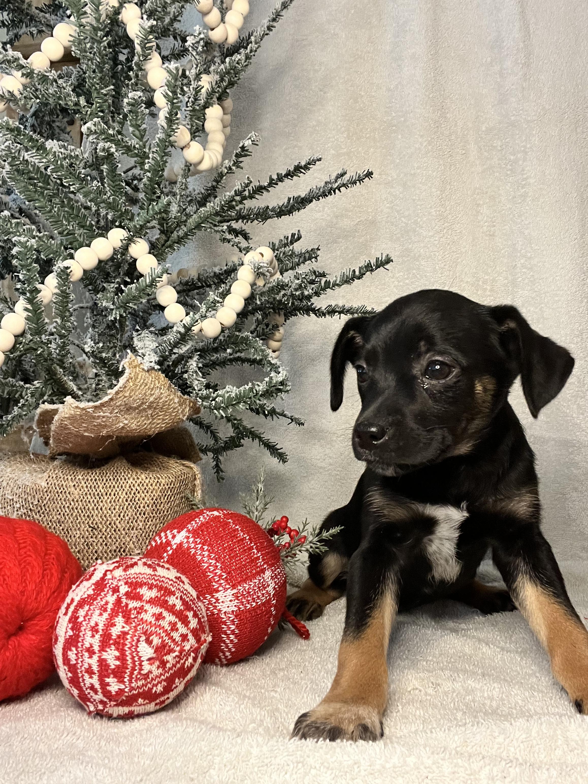 Jessica, a Adopted mixed breed in Somerville, TX image 3/3