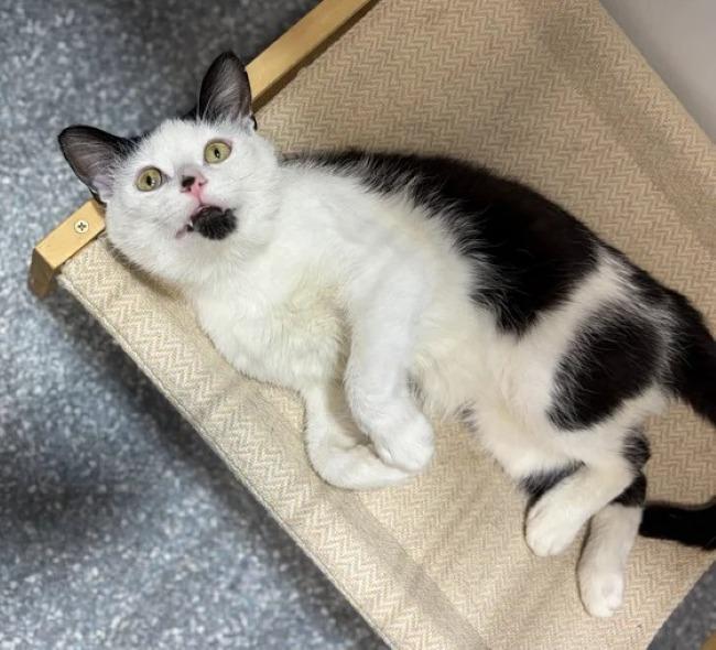 DR DRE, a Adoptable Domestic Short Hair in Madison, WI image 1/3