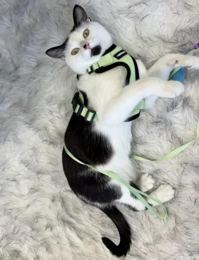 Enlarge DR DRE, a Adoptable Tuxedo in Madison, WI image 3/6