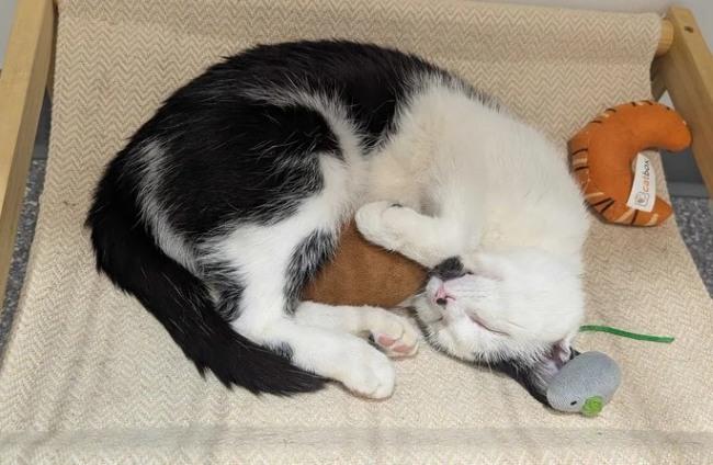 DR DRE, a Adoptable Domestic Short Hair in Madison, WI image 3/3