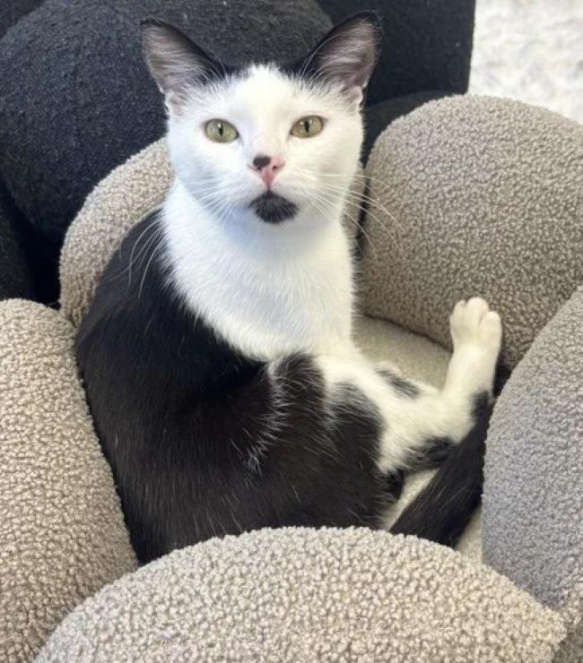 Enlarge DR DRE, a Adoptable Tuxedo in Madison, WI image 2/6